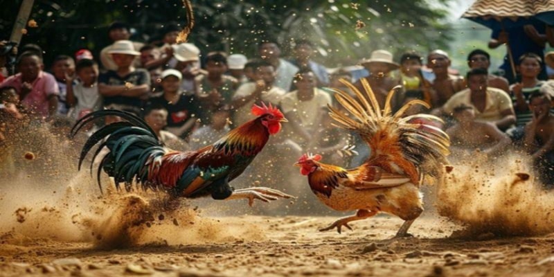 Đá Gà Asil – Khám Phá Tinh Hoa Đá Gà Hấp Dẫn Tại RR88 Bí quyết dưới đây hỗ trợ bạn tham gia đá gà Asil hiệu quả hơn