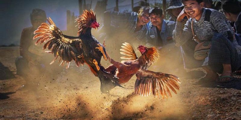 Đá Gà Cựa Sắt - Hình Thức Giải Trí Hấp Dẫn Tại RR88 2025 Một số thông tin không thể bỏ qua về loại hình đá gà cựa