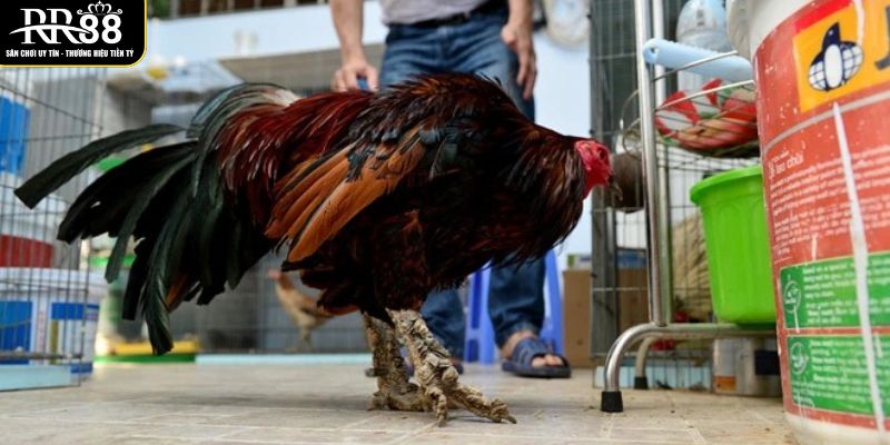 Gà Vảy Rồng - Giống Gà Chọi Được Săn Lùng Hiện Nay ga-vay-rong-la-giong-ga-choi-thien-chien